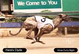 Haras Clyde